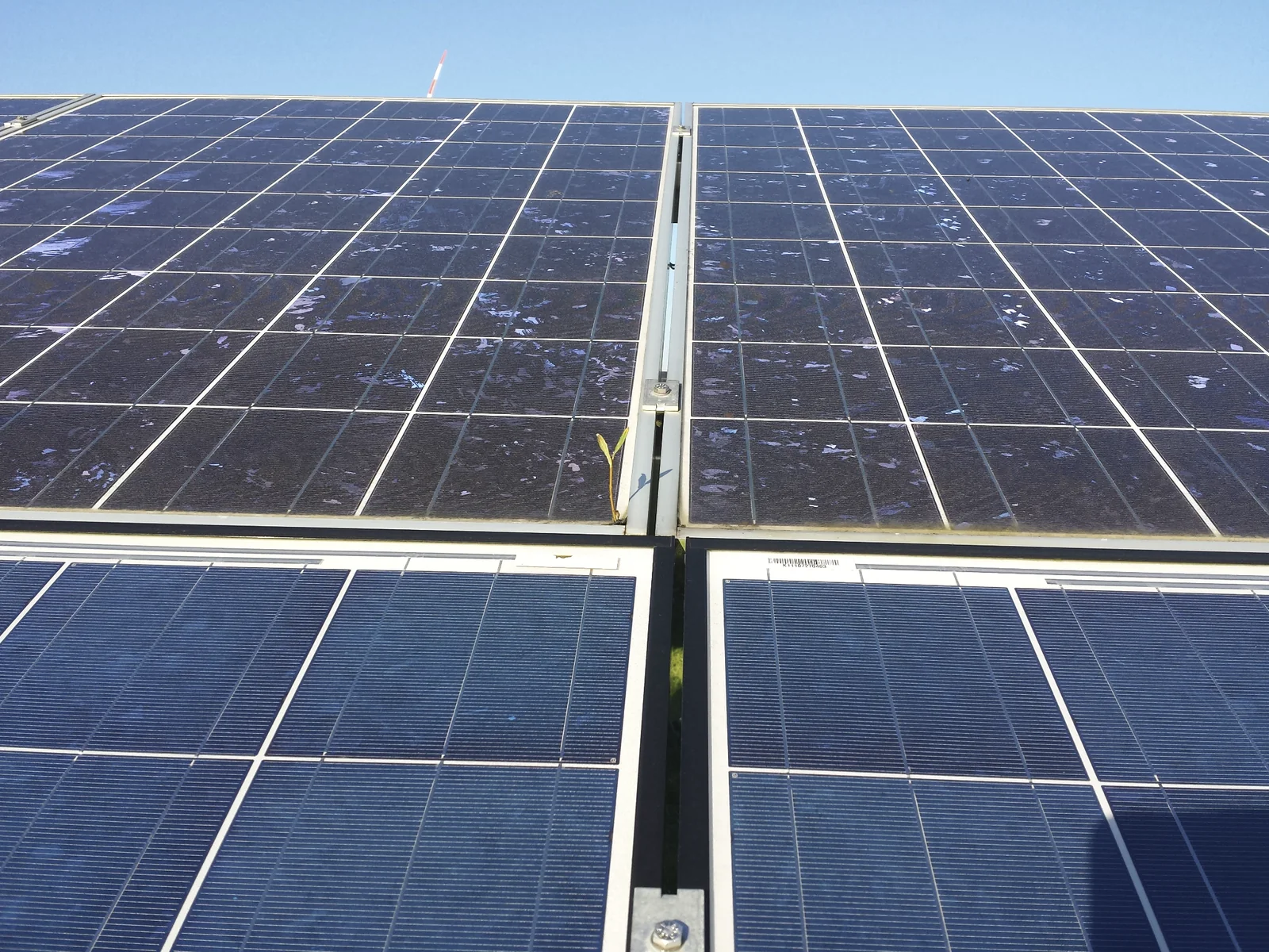 Vegetation in the frame area of a photovoltaic plant